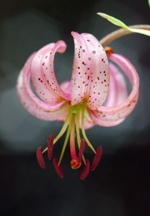 Image chosen by user