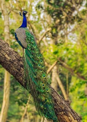 Image chosen by user