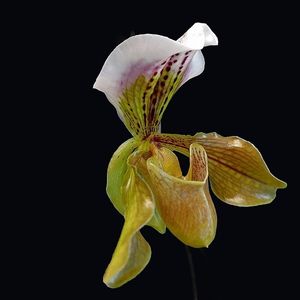 Image chosen by user