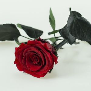 Image chosen by user