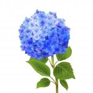 Image chosen by user