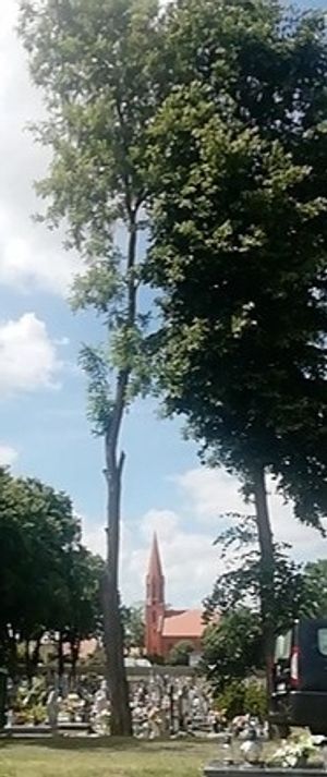 Obrazek wybrany przez użytkownika
