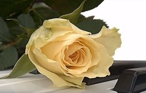Image chosen by user