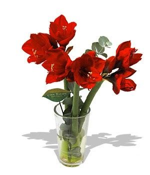 Image chosen by user