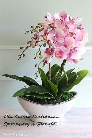 Image chosen by user
