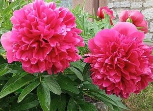 Image chosen by user