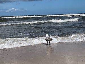 Image chosen by user