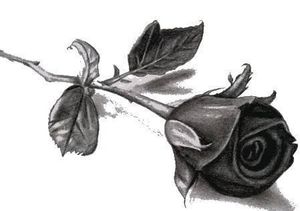 Image chosen by user