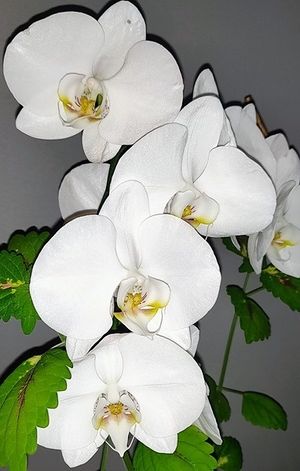 Image chosen by user