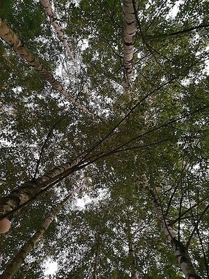 Obrazek wybrany przez użytkownika