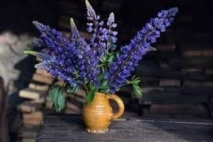Image chosen by user