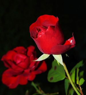 Image chosen by user