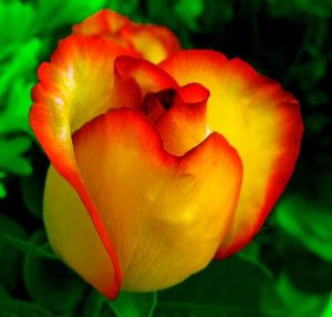 Image chosen by user