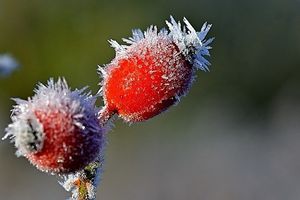 Image chosen by user