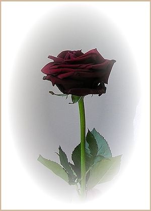Image chosen by user