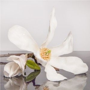 Image chosen by user