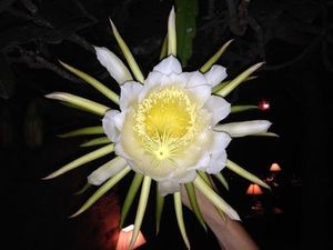 Image chosen by user