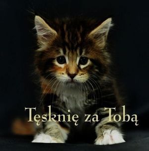 Image chosen by user