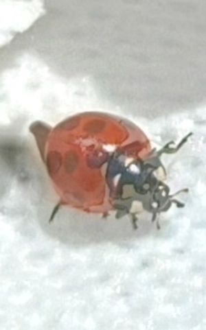 Image chosen by user