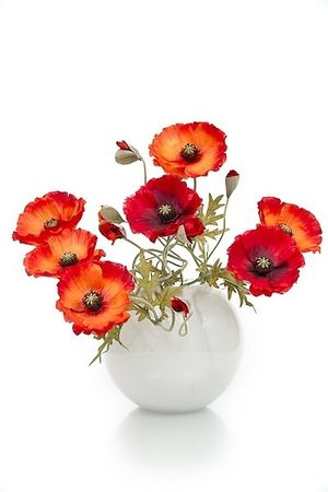 Image chosen by user