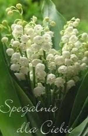 Image chosen by user