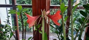 Image chosen by user