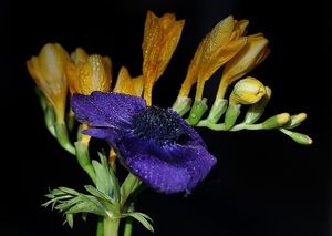 Image chosen by user