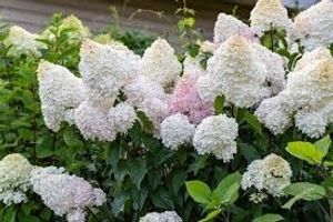 Image chosen by user