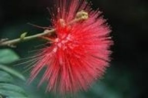 Image chosen by user