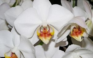 Image chosen by user