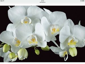 Image chosen by user