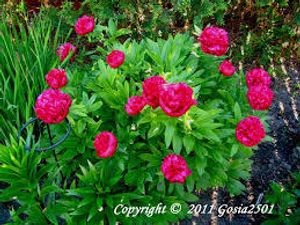 Image chosen by user