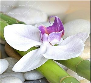 Image chosen by user