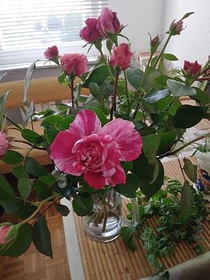 Image chosen by user
