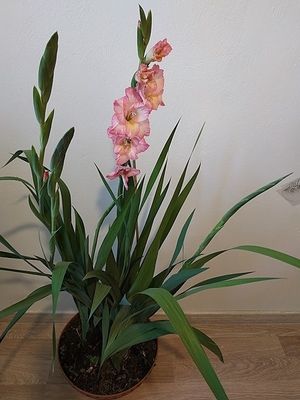 Image chosen by user