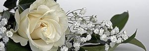 Image chosen by user