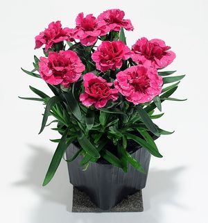 Image chosen by user