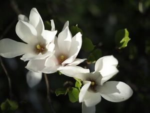 Image chosen by user