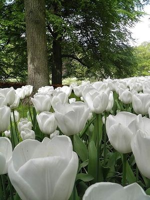 Obrazek wybrany przez użytkownika