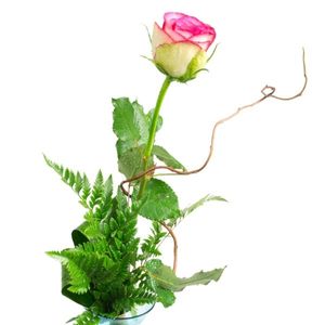Image chosen by user