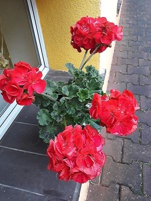 Obrazek wybrany przez użytkownika