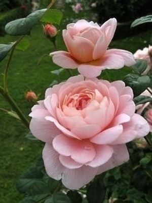 Image chosen by user