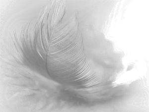Image chosen by user