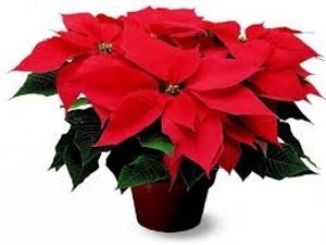 Image chosen by user