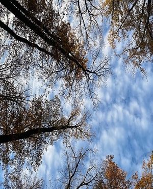 Obrazek wybrany przez użytkownika