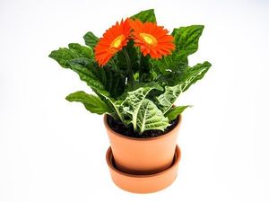 Image chosen by user