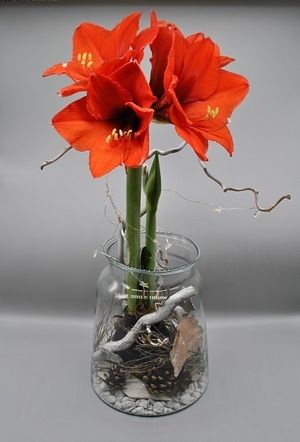 Image chosen by user