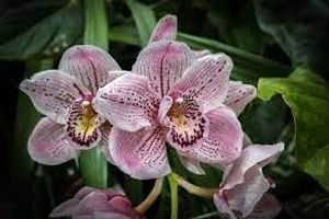 Image chosen by user