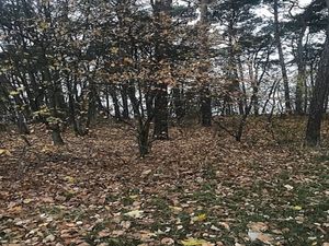 Image chosen by user