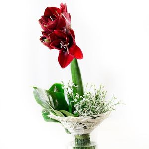 Image chosen by user